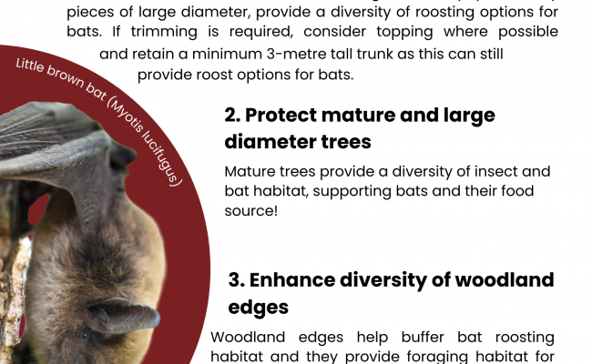 Five Principles for Bat-Friendly Forestry PDF for download