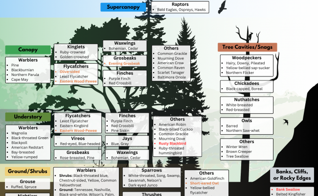 Forest Bird Nest Sites PDF for download