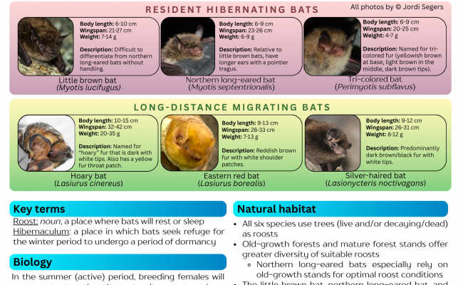 Two Page Beneficial Management Practices for Bats PDF for download