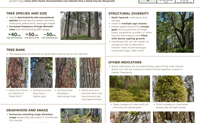 Click on the photo to view and download the pdf
