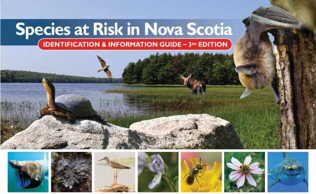 Click on the photo to access the guide online.